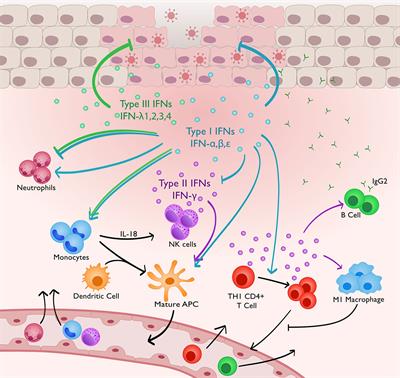 Immunoregulatory Functions of Interferons During Genital HSV-2 Infection